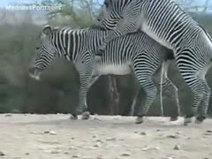 After being drilled, a gorgeous zebra is producing the largest spunk flow on the earth.